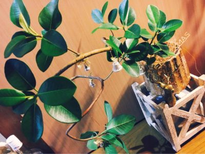 Photo by カピバラバラさん@GreenSnap