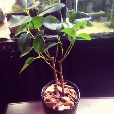 Photo by シンイチローさん@GreenSnap