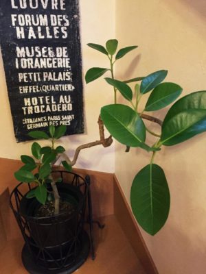 Photo by yuzさん@GreenSnap