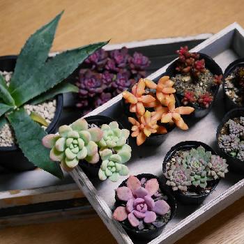 Photo by Riokoさん