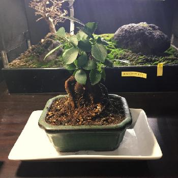 Photo by ぷくさん