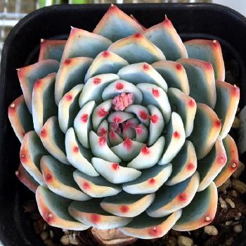 バラの花のような形状が美しい多肉植物エケベリアの育て方