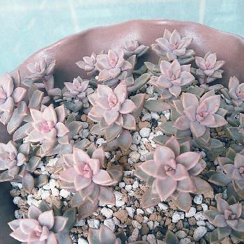 Photo by きららさん