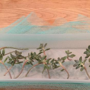 Photo by napoonさん