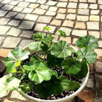 Photo by マルママさん