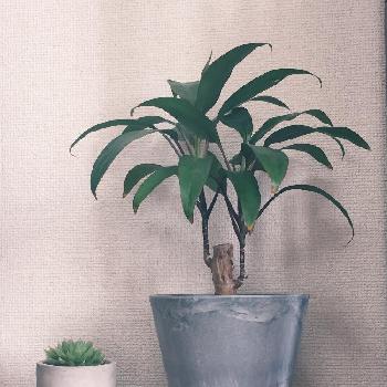 Photo by たちこまさん