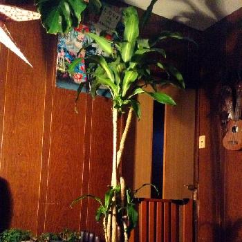 Photo by キャライアマリーさん