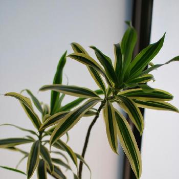 Photo by bananaさん