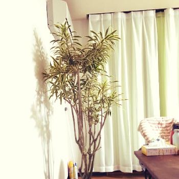 Photo by 百花さん