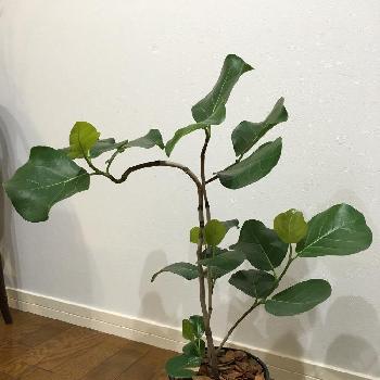 Photo by うぶちゃんさ