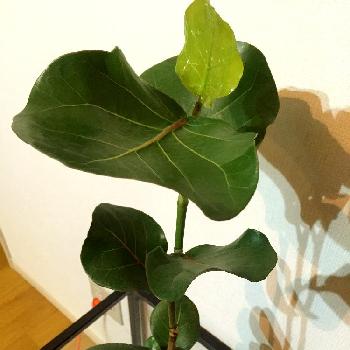 丸みのある葉が可愛らしいシーグレープをご紹介 Greensnap グリーンスナップ