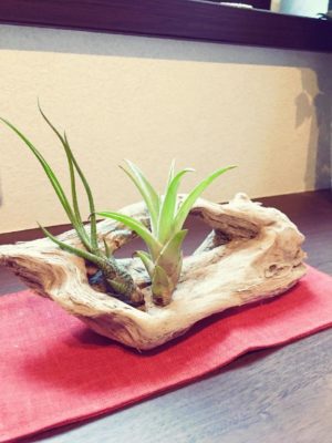 Photo by ayu7さん@GreenSnap