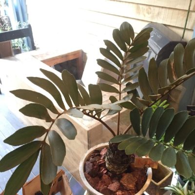 Photo by #Ruelleさん@GreenSnap 