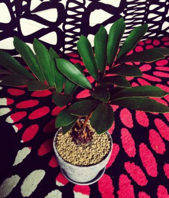 Photo by CUさん@GreenSnap