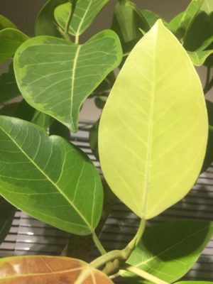 Photo by HAMMERさん@GreenSnap