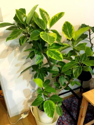 Photo by HAMMERさん@GreenSnap 