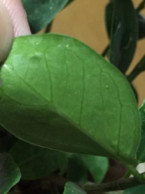 Photo by みほさん@GreenSnap