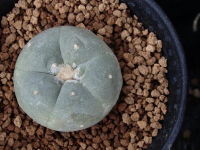 Photo by nicoさん@GreenSnap