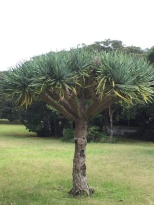 Photo by こけちゃんさん@GreenSnap