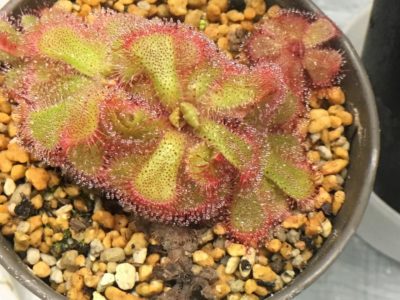 Photo by れおん6000さん@GreenSnap