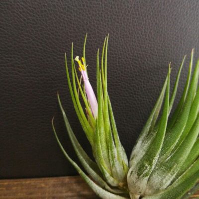 Photo by shina_akiさん@GreenSnap