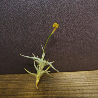 Photo by shina_akiさん@GreenSnap 