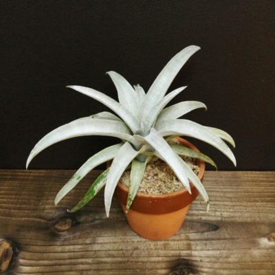 Photo by shina_akiさん@GreenSnap