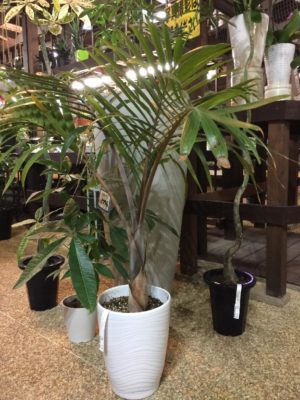 Photo by Hau ‘oliさん@GreenSnap