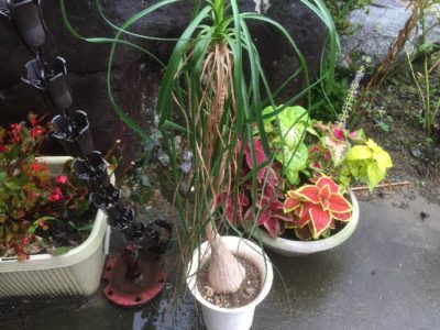 Photo by まろさん@GreenSnap