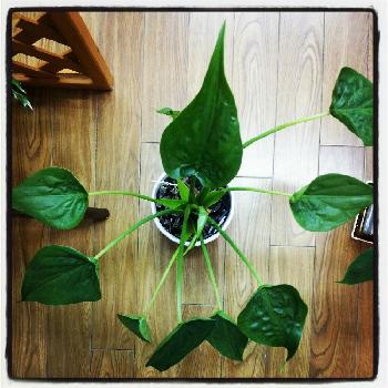 Photo by kazu71さん