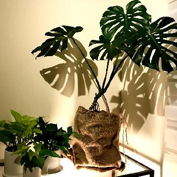 Photo by HAMMERさん