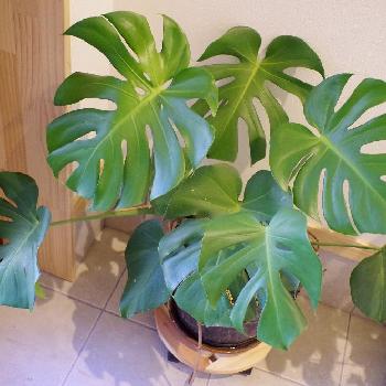 Photo by きのこさん