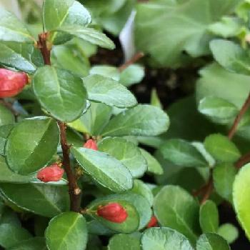 Photo by 花が好きさん