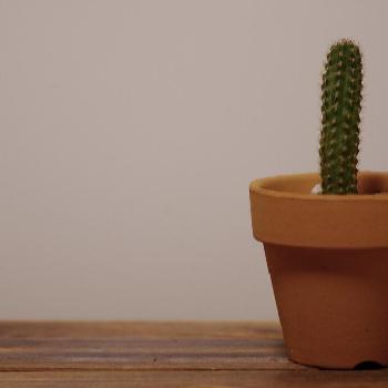 Photo by あんさん