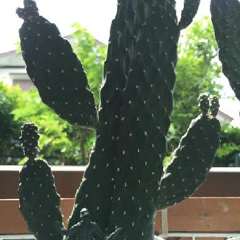 Photo by kaekoさん