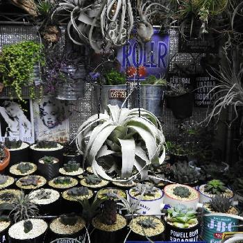 Photo by doctor徒長クララさん