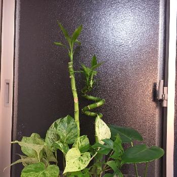 Photo by HAMMERさん