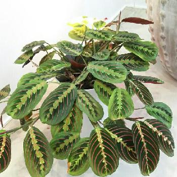 Photo by itokuさん