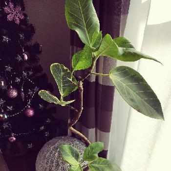 Photo by funnyさん