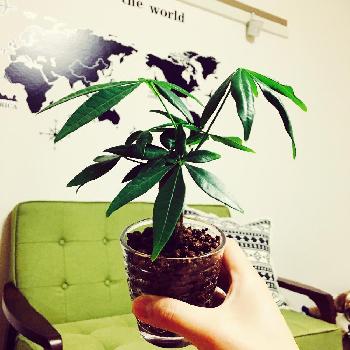 Photo by ほなちゃんさん