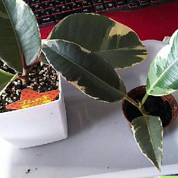 Photo by 七菜子さん