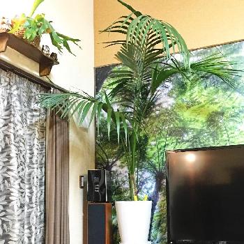 Photo by えるどらどさん