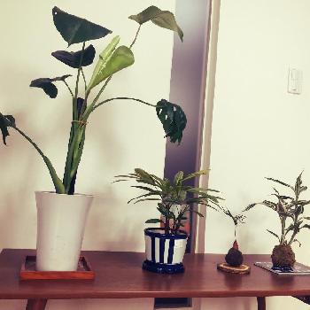 Photo by ay_conattalaさん