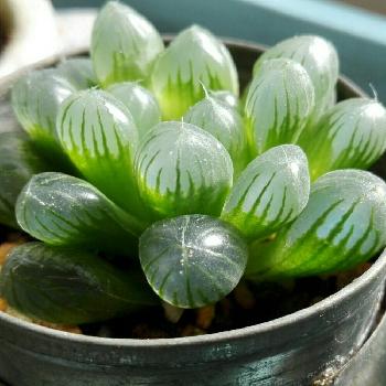 アロエに似た植物オブツーサをご紹介！｜🍀GreenSnap（グリーンスナップ）