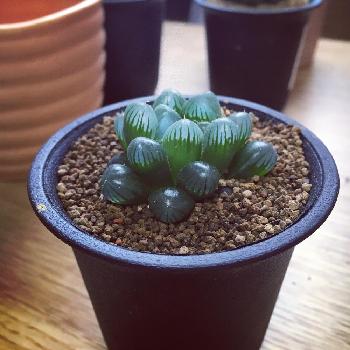 Photo by あんころさん