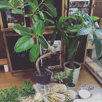 Photo by mugi-fukuさん