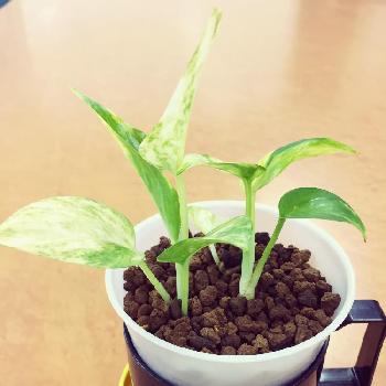 Photo by honeybeeさん