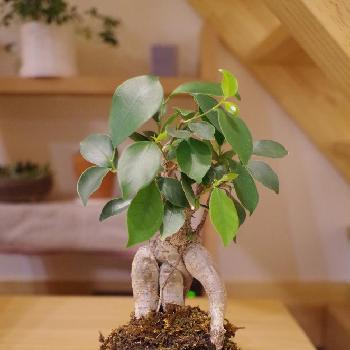 Photo by きのこさん