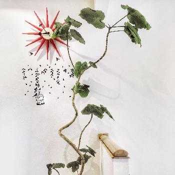 Photo by furu＊さん