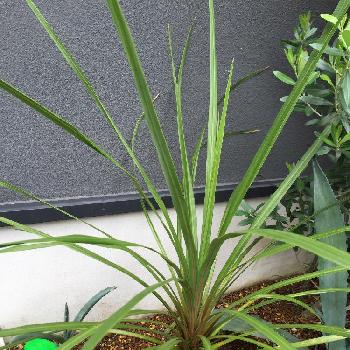 Photo by glam greenさん